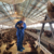 Nation’s largest egg producer plans cage free investment